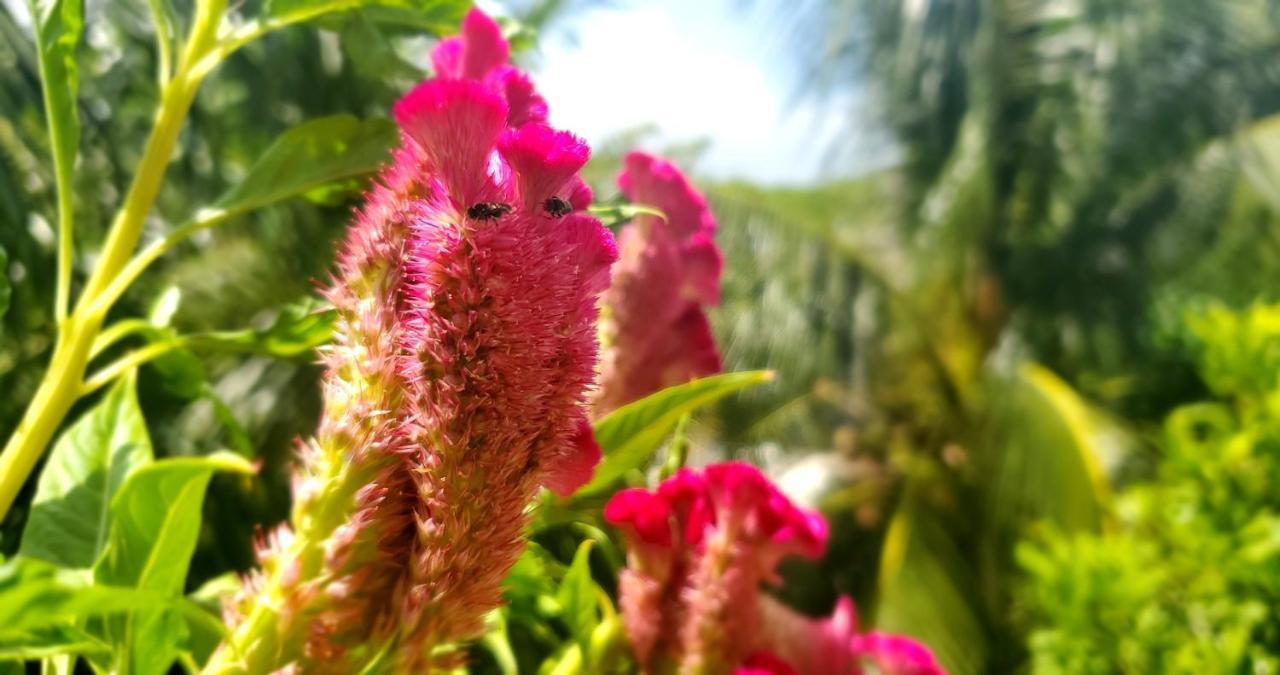 Layla Guesthouse Puerto Morelos Kültér fotó